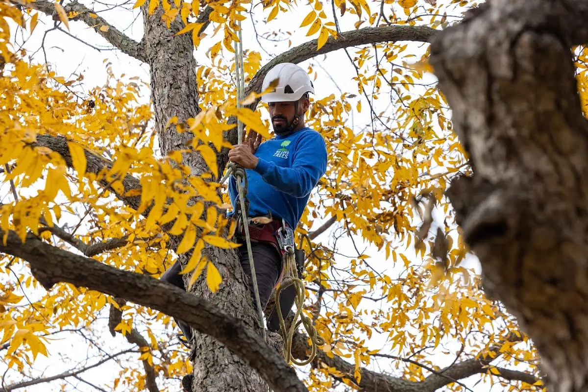 Skilled Tree Disease Treatment crew working in Exeter